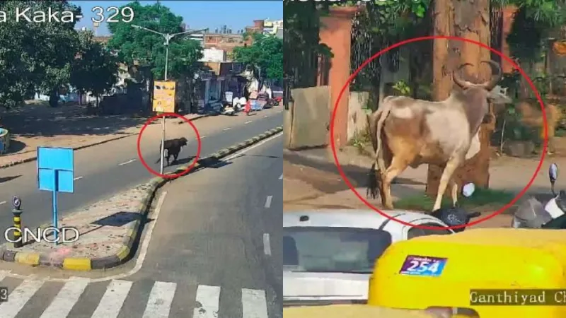 गुजरात में स्मार्ट सिटी के लिए स्मार्ट सॉल्यूशन्स: सड़कों में घूम रही आवारा गायों के मालिकों की पहचान के लिए गुजरात अपनाएगा AI तकनीक