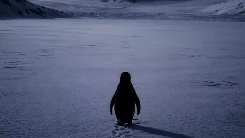 Nihilist Penguin Trend everyone wants to follow