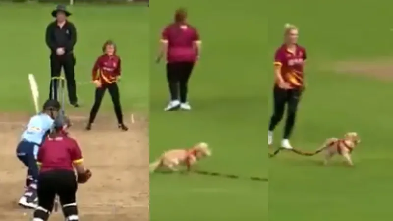जब चलते मैच में घुस आया डॉगी, मुंह में बॉल दबाकर स्टेडियम में भागने लगा; VIDEO वायरल