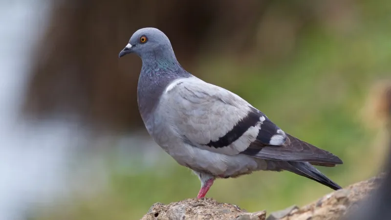 अजब-गजब चोरी! नागौर में कबूतर ने कर दिया बड़ा कांड, जानकर आपको भी नहीं होगा यकीन