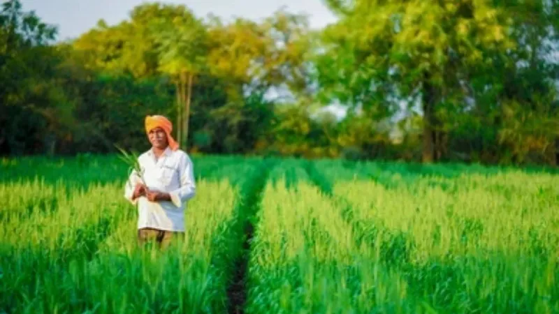 केंद्र सरकार की बड़ी सौगात! 25 लाख टन गेहूं निर्यात को दी मंजूरी; किसानों को मिलेगा फायदा