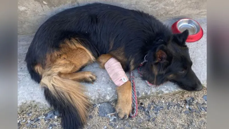 भारतीय सेना का जाबांज आर्मी डॉग 'टायसन', गोली लगने के बाद भी बताया आतंकियों का ठिकाना, पढ़ें पूरी कहानी