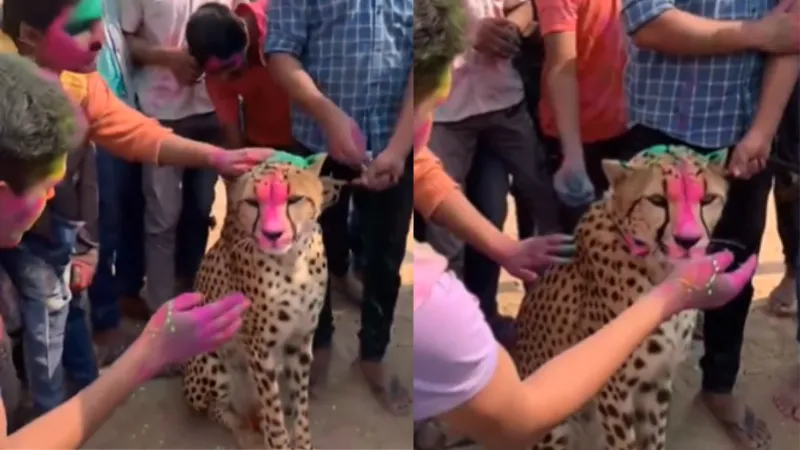 बिहार में चीते के साथ होली खेलते नजर आए लोग, वीडियो जमकर हो रहा वायरल; सच्चाई जानकर रह जाएंगे दंग