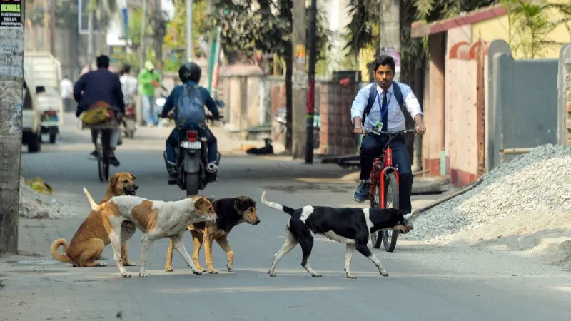 इंसानों के लिए खतरा बना तो... पागल कुत्तों को लेकर सुप्रीम कोर्ट का बड़ा फैसला, जानें बड़ी बातें