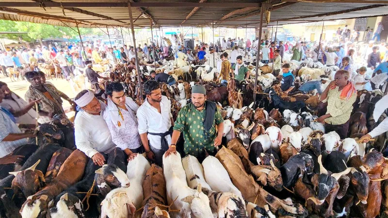 बकरीद से पहले जान लें ये नियम, कुर्बानी को लेकर दिल्ली सरकार ने जारी की एडवाइजरी; देखें VIDEO