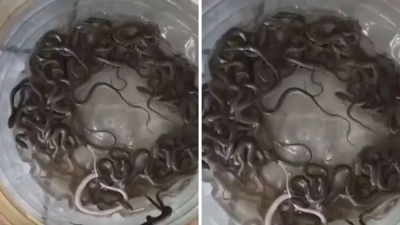 Uttarakhand Haridwar 27 Snakes Found In Water Tank viral video