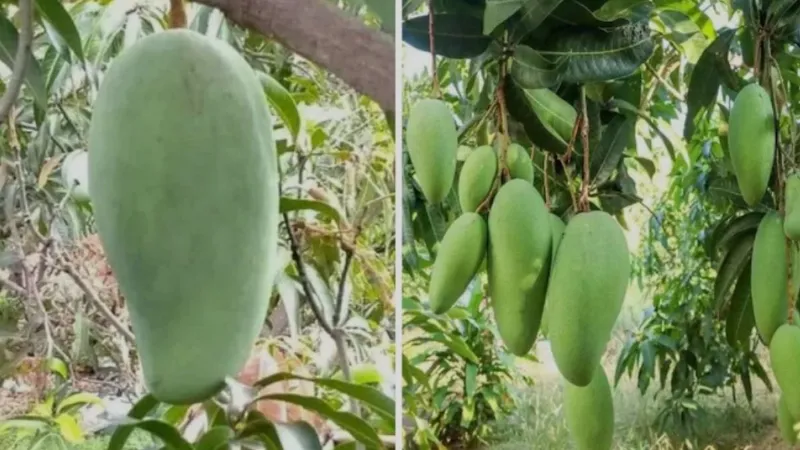 देश में सिर्फ 3 पेड़ों पर उगता है ये खास आम, वजन होता है 5 किलो, कीमत सुनकर रह जाएंगे हैरान
