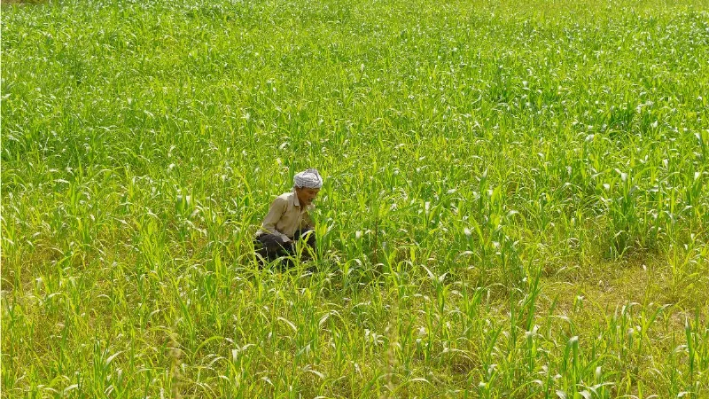 बिहार के 3.96 लाख किसानों को बड़ी राहत, सरकार ने खातों में भेजे 200 करोड़ रुपये, जानें पूरी जानकारी