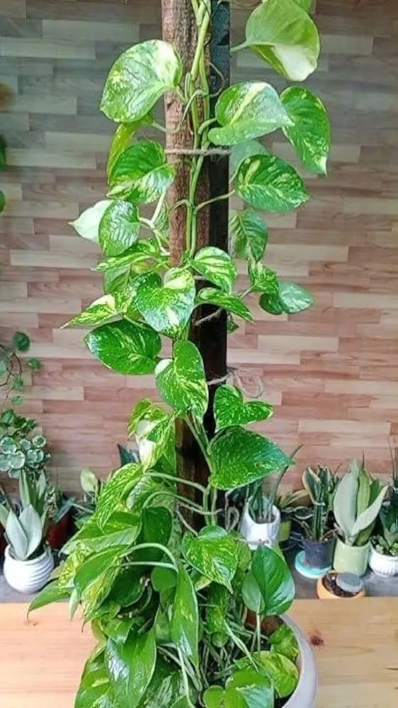 Money Plant Vastu Tips: मनी प्लांट के 7 नियम, जो घर में ला सकते हैं धन और समृद्धि