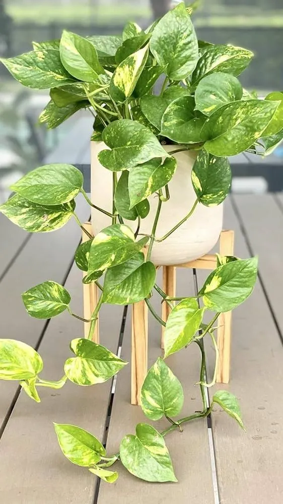 Money Plant Vastu Tips: मनी प्लांट के 7 नियम, जो घर में ला सकते हैं धन और समृद्धि