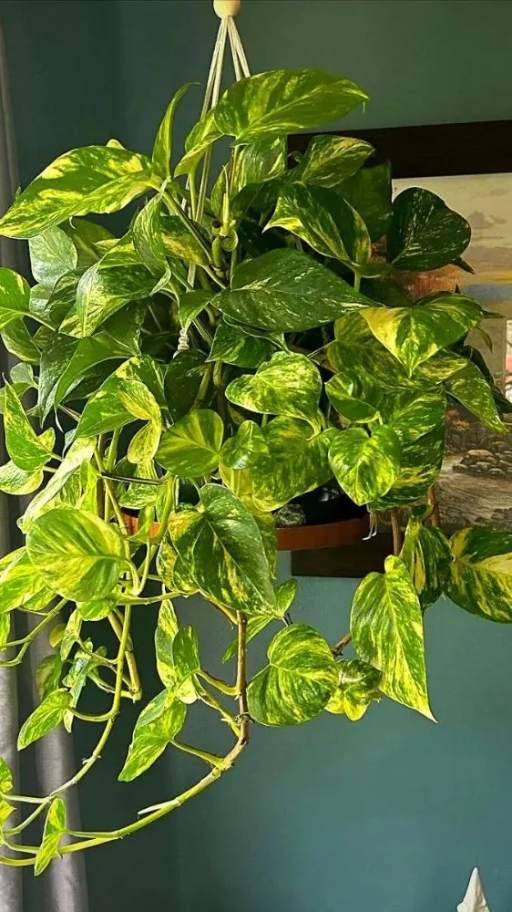Money Plant Vastu Tips: मनी प्लांट के 7 नियम, जो घर में ला सकते हैं धन और समृद्धि