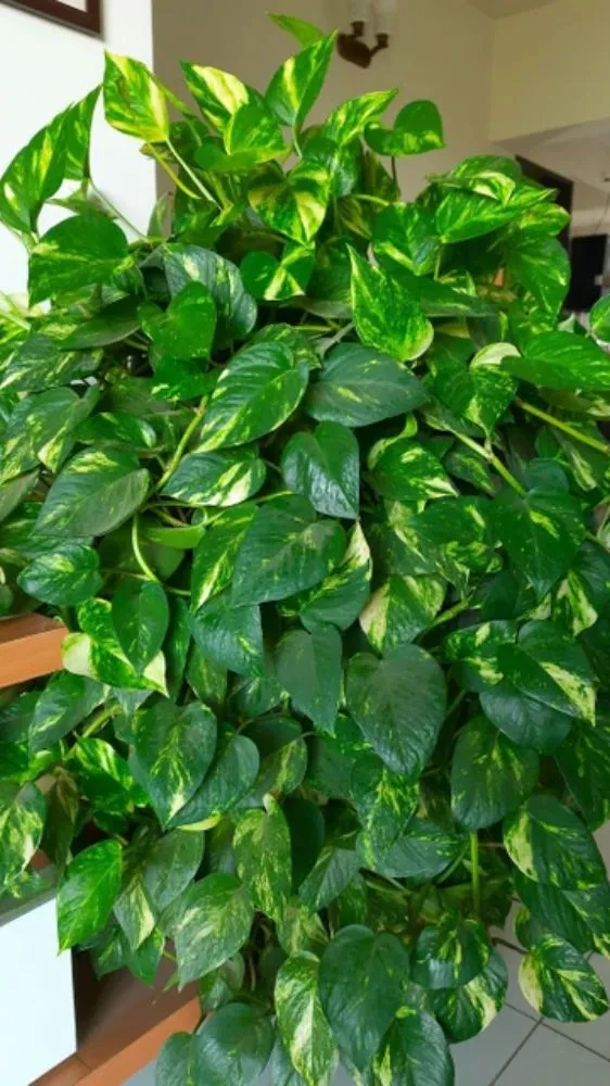 Money Plant Vastu Tips: मनी प्लांट के 7 नियम, जो घर में ला सकते हैं धन और समृद्धि