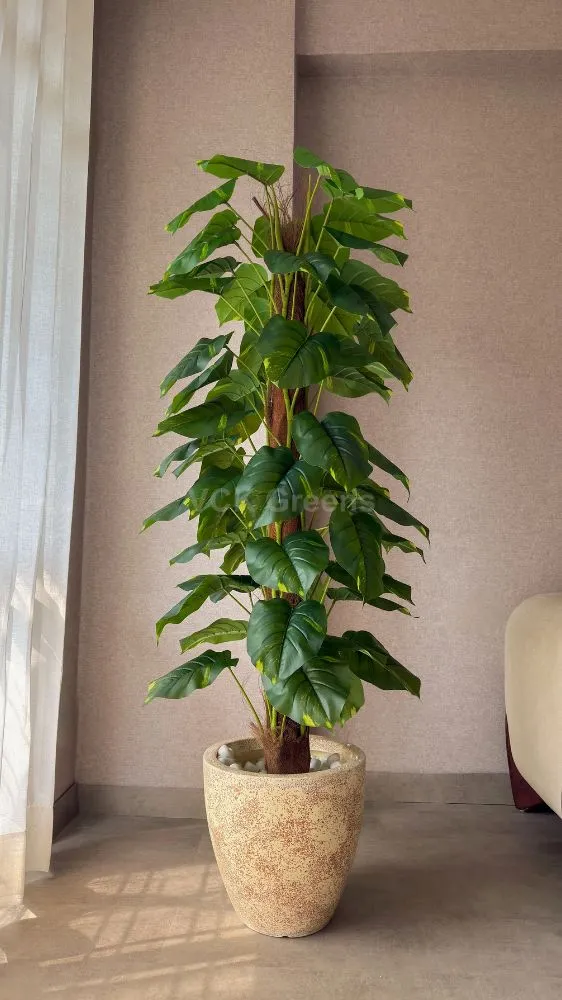Money Plant Vastu Tips: मनी प्लांट के 7 नियम, जो घर में ला सकते हैं धन और समृद्धि