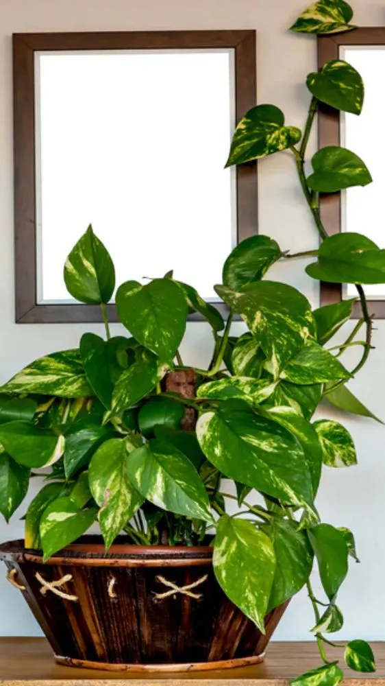 Money Plant Vastu Tips: मनी प्लांट के 7 नियम, जो घर में ला सकते हैं धन और समृद्धि