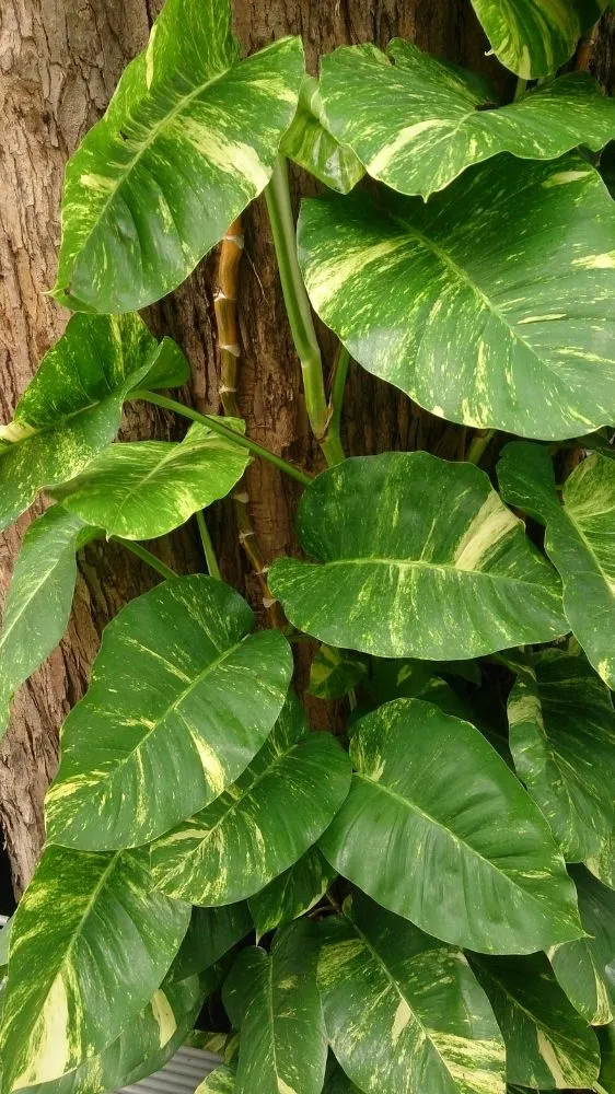 Money Plant Vastu Tips: मनी प्लांट के 7 नियम, जो घर में ला सकते हैं धन और समृद्धि