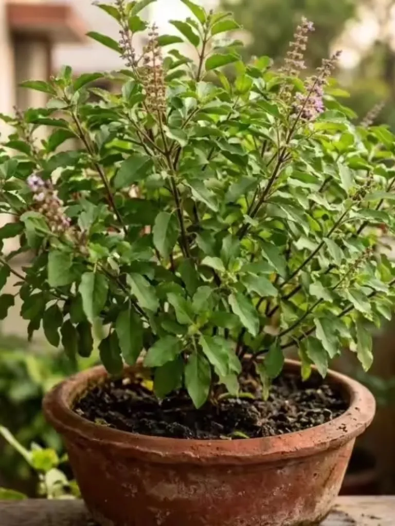 छत पर रखी है तुलसी? भूलकर भी न करें ये 3 गलतियां, वरना घर में बढ़ सकती हैं परेशानियां