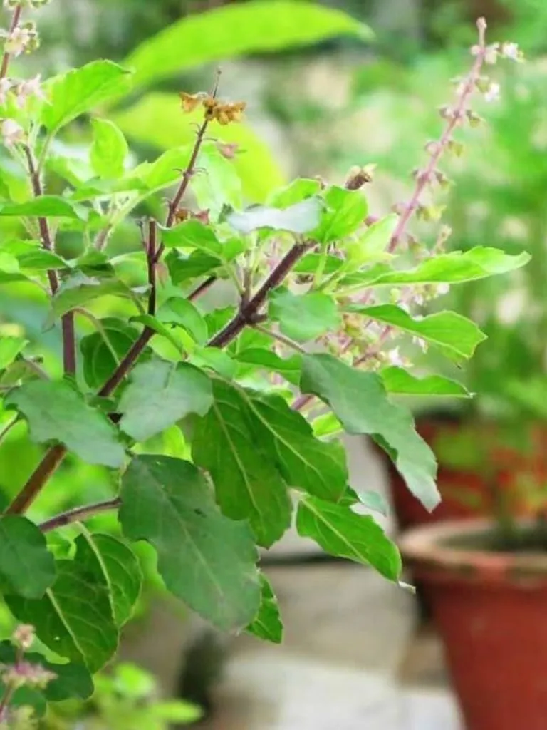 छत पर रखी है तुलसी? भूलकर भी न करें ये 3 गलतियां, वरना घर में बढ़ सकती हैं परेशानियां