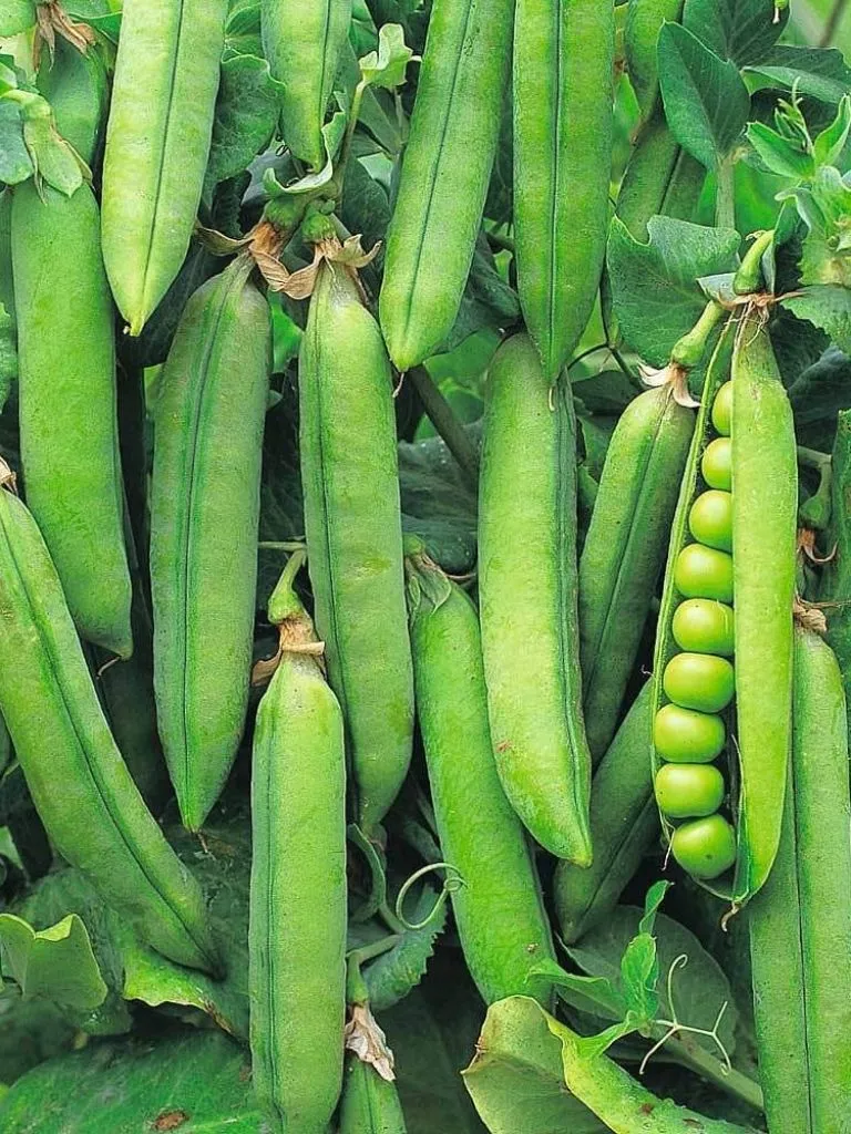 खीरे के साथ लगाएं ये पौधे, फसल होगी दोगुनी और कीट रहेंगे दूर