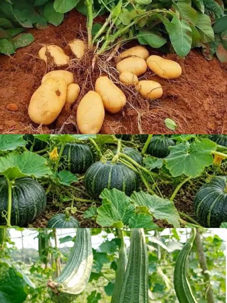 खीरे के साथ लगाएं ये पौधे, फसल होगी दोगुनी और कीट रहेंगे दूर