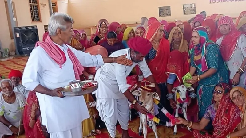 राजस्थान के गांव में अनोखी शादी! बछड़ा-बछड़ी ने मंत्रोच्चार के बीच लिए फेरे, बैंड-बाजे के साथ निकली बारात
