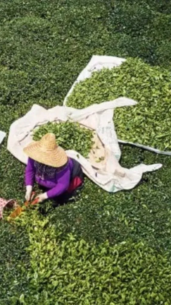 अब भारत में भी होगी Matcha Tea की खेती! सबसे पहले इस राज्य ने रचा इतिहास अब भारत में भी होगी Matcha Tea की खेती! सबसे पहले इस राज्य ने रचा इतिहास