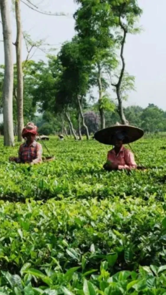 अब भारत में भी होगी Matcha Tea की खेती! सबसे पहले इस राज्य ने रचा इतिहास अब भारत में भी होगी Matcha Tea की खेती! सबसे पहले इस राज्य ने रचा इतिहास