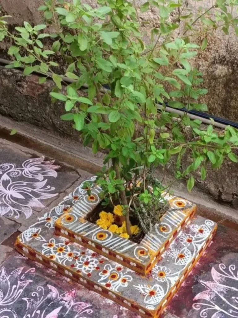 घर में इस जगह भूलकर भी न रखें तुलसी का पौधा! वास्तु के अनुसार हो सकता है बड़ा नुकसान