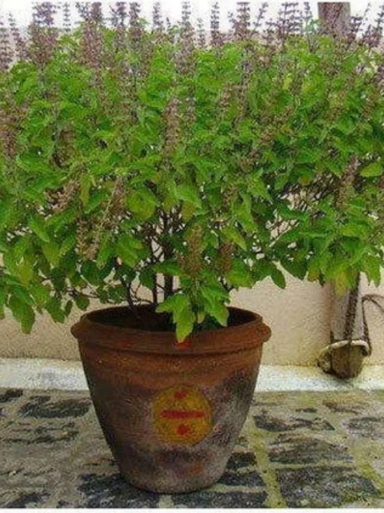 घर में इस जगह भूलकर भी न रखें तुलसी का पौधा! वास्तु के अनुसार हो सकता है बड़ा नुकसान घर में इस जगह भूलकर भी न रखें तुलसी का पौधा! वास्तु के अनुसार हो सकता है बड़ा नुकसान