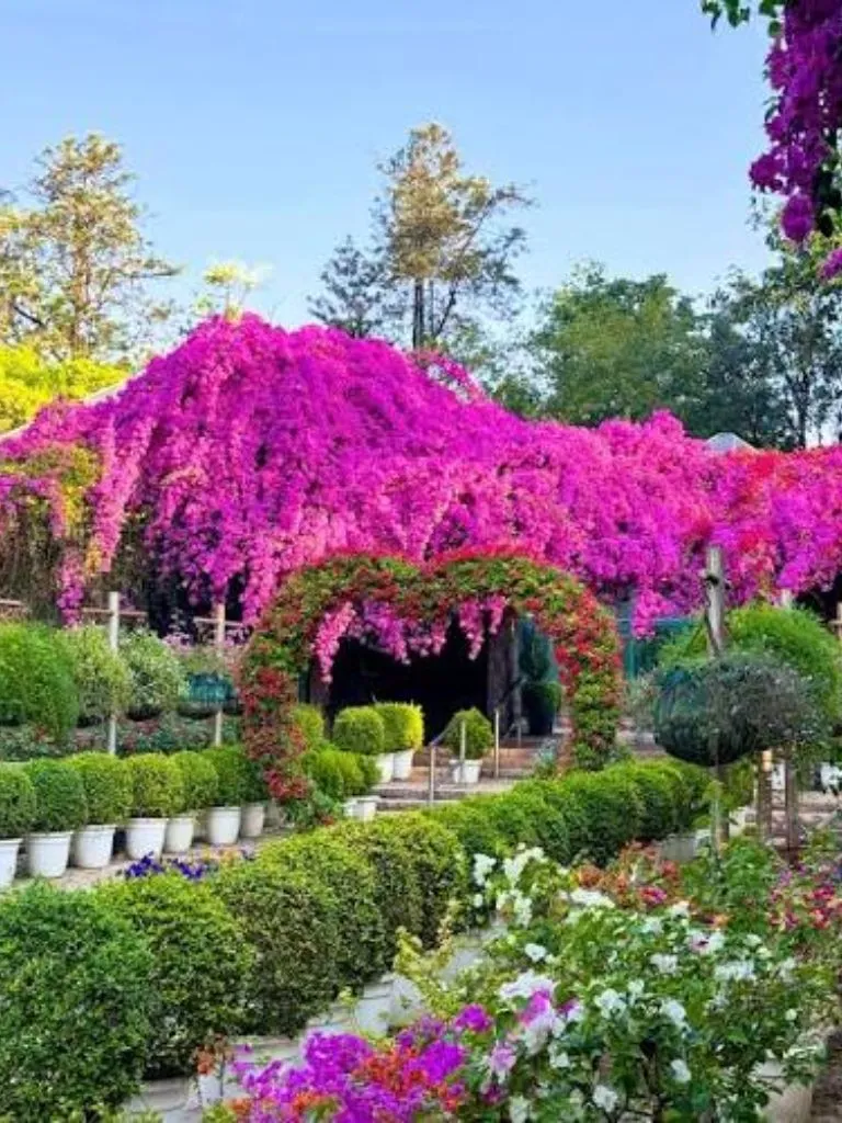 भारत का ये बॉटनिकल गार्डन है प्रकृति प्रेमियों का स्वर्ग, एक बार जाएंगे तो लौटने का नहीं करेगा मन भारत का ये बॉटनिकल गार्डन है प्रकृति प्रेमियों का स्वर्ग, एक बार जाएंगे तो लौटने का नहीं करेगा मन