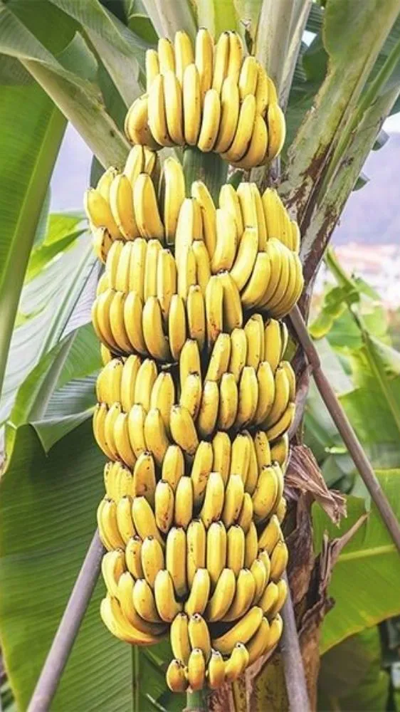 वर्कआउट के बाद खाएं ये 7 चीजें, मसल्स रिकवरी होगी पहले से कई गुना तेज वर्कआउट के बाद खाएं ये 7 चीजें, मसल्स रिकवरी होगी पहले से कई गुना तेज