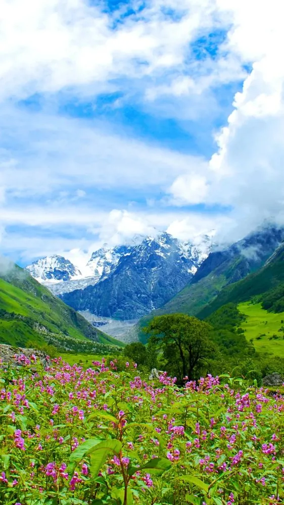 अगस्त में फूलों की चादर ओढ़ लेती है उत्तराखंड की ये घाटी, नज़ारा देख थम जाएंगी निगाहें अगस्त में फूलों की चादर ओढ़ लेती है उत्तराखंड की ये घाटी, नज़ारा देख थम जाएंगी निगाहें
