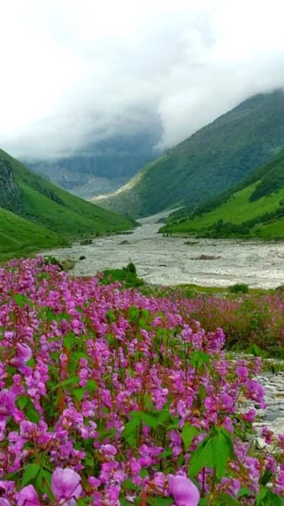 अगस्त में फूलों की चादर ओढ़ लेती है उत्तराखंड की ये घाटी, नज़ारा देख थम जाएंगी निगाहें अगस्त में फूलों की चादर ओढ़ लेती है उत्तराखंड की ये घाटी, नज़ारा देख थम जाएंगी निगाहें