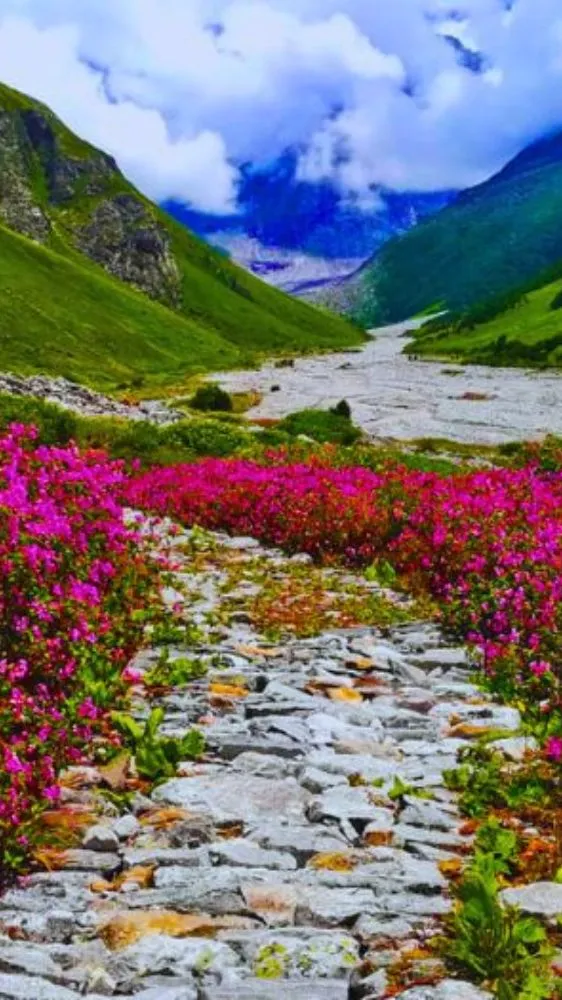 अगस्त में फूलों की चादर ओढ़ लेती है उत्तराखंड की ये घाटी, नज़ारा देख थम जाएंगी निगाहें अगस्त में फूलों की चादर ओढ़ लेती है उत्तराखंड की ये घाटी, नज़ारा देख थम जाएंगी निगाहें
