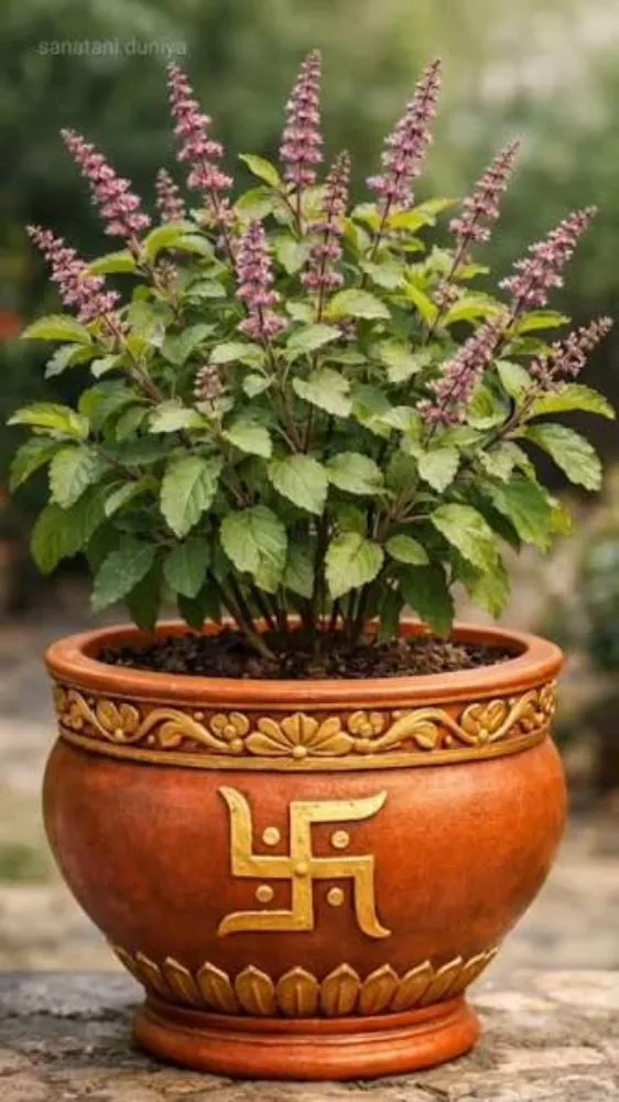 सावन में लगा लें ये  शुभ पौधे, घर में आएगी सुख-समृद्धि