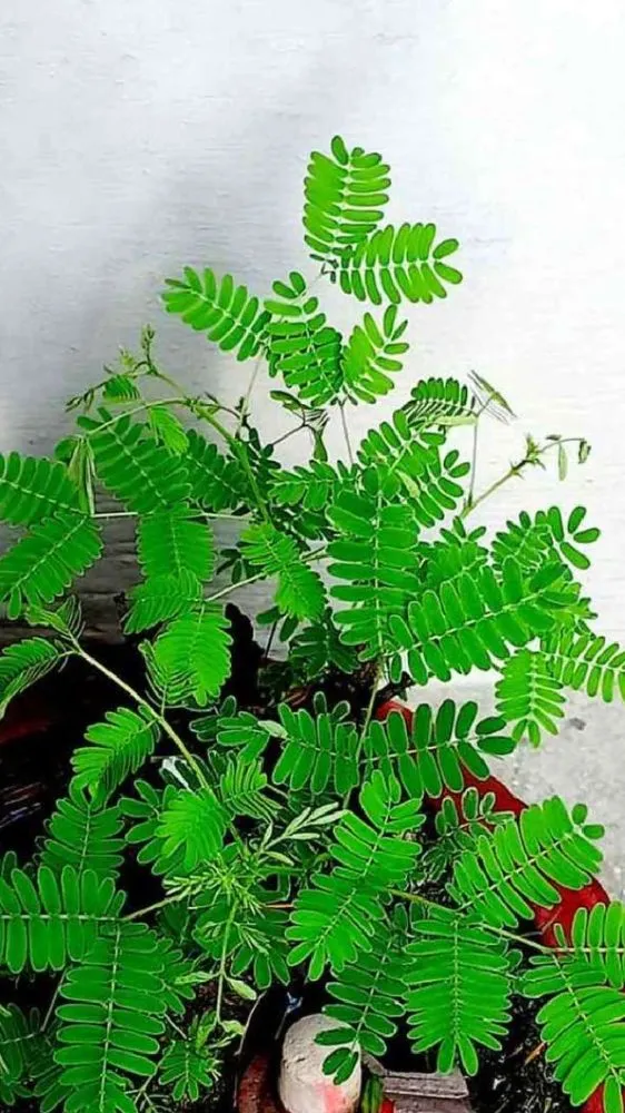 सावन में लगा लें ये  शुभ पौधे, घर में आएगी सुख-समृद्धि
