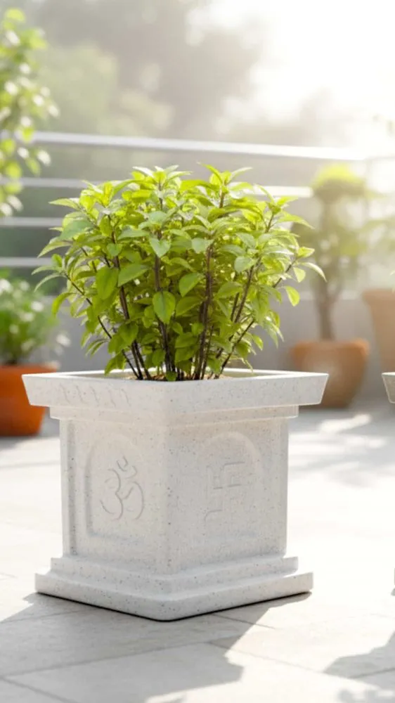Tulsi Growing Tips: मुरझाई तुलसी में आएगी नई जान! बस इस एक चीज से पौधा हो जाएगा हरा-भरा और घना