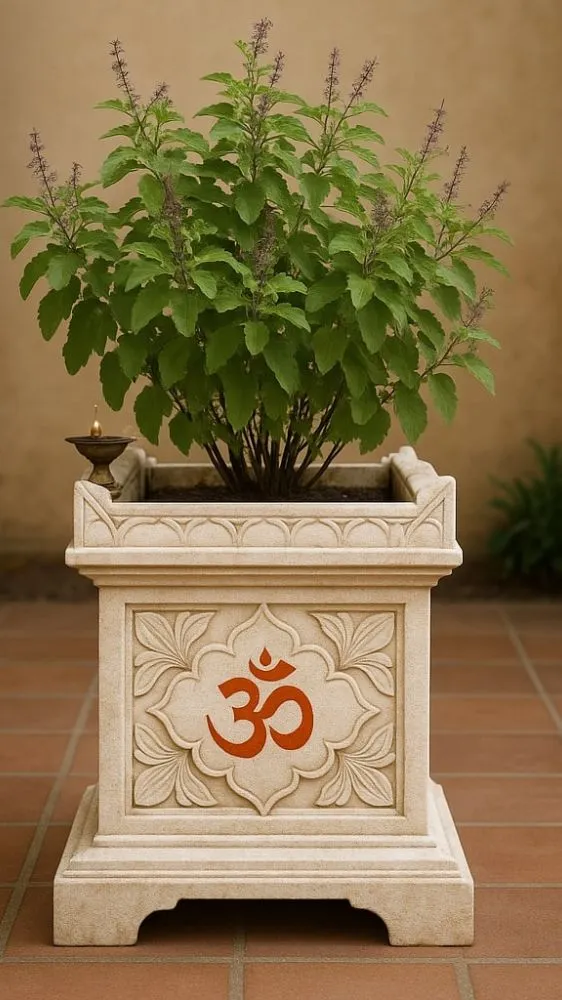 Tulsi Growing Tips: मुरझाई तुलसी में आएगी नई जान! बस इस एक चीज से पौधा हो जाएगा हरा-भरा और घना Tulsi Growing Tips: मुरझाई तुलसी में आएगी नई जान! बस इस एक चीज से पौधा हो जाएगा हरा-भरा और घना