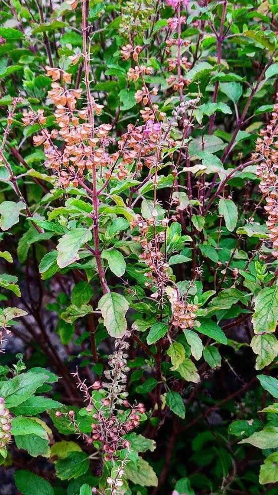 Tulsi Growing Tips: मुरझाई तुलसी में आएगी नई जान! बस इस एक चीज से पौधा हो जाएगा हरा-भरा और घना Tulsi Growing Tips: मुरझाई तुलसी में आएगी नई जान! बस इस एक चीज से पौधा हो जाएगा हरा-भरा और घना