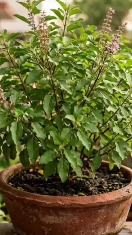 Tulsi Growing Tips: मुरझाई तुलसी में आएगी नई जान! बस इस एक चीज से पौधा हो जाएगा हरा-भरा और घना Tulsi Growing Tips: मुरझाई तुलसी में आएगी नई जान! बस इस एक चीज से पौधा हो जाएगा हरा-भरा और घना