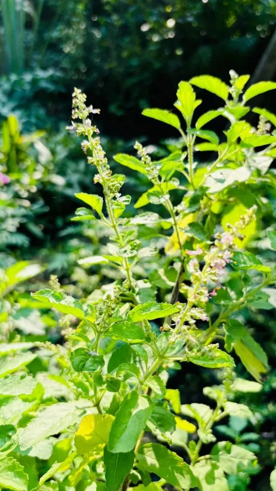 Tulsi Growing Tips: मुरझाई तुलसी में आएगी नई जान! बस इस एक चीज से पौधा हो जाएगा हरा-भरा और घना Tulsi Growing Tips: मुरझाई तुलसी में आएगी नई जान! बस इस एक चीज से पौधा हो जाएगा हरा-भरा और घना