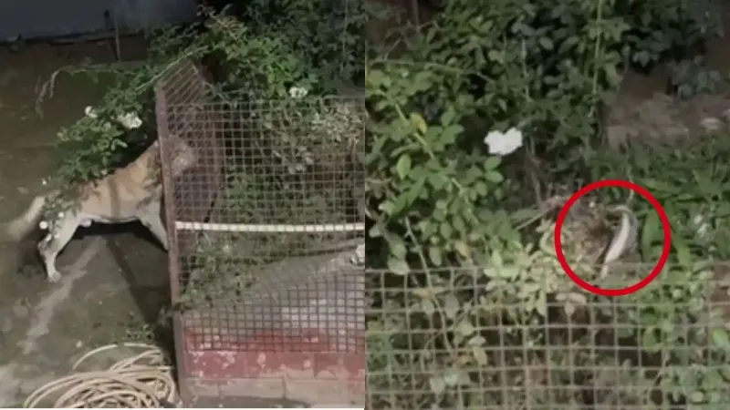 वफादारी की मिसाल! परिवार को बचाने के लिए जहरीले कोबरा से भिड़ा ‘टॉमी’, गंवाई जान; सांप को भी मार डाला