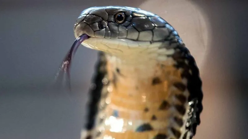 maharashtra-gadchiroli-ashram-school-snakebite-three-girls-die