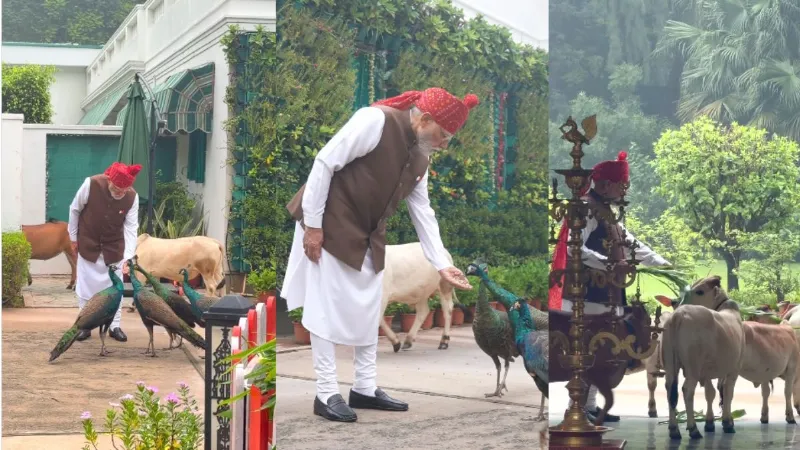 गायों को दिया चारा, मोरों को डाला दाना... लाल किले जाने से पहले PM मोदी ने खिलाया दोस्तों को खाना, देखें VIDEO