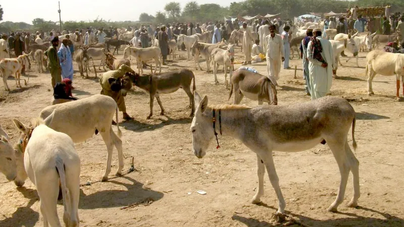 Pakistans donkeys become prized assets China Ejiao Medicine Demand