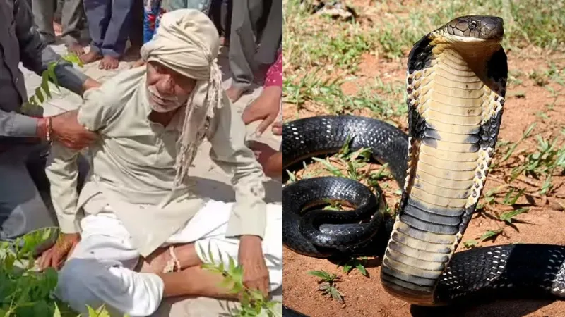 Jhansi man bitten by snake 13 times over 40 years bitten every 3 years
