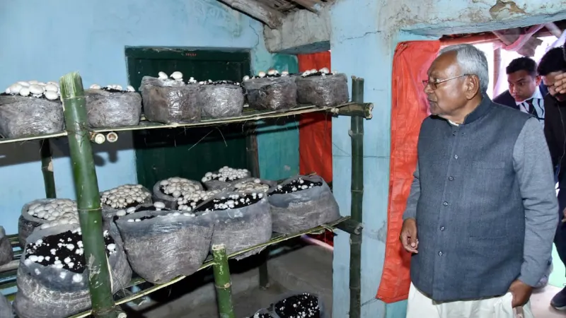 बिहार में मशरूम की खेती को सरकार का बड़ा तोहफा, मिलेगी सस्ती बिजली; आमदनी में इजाफा तय
