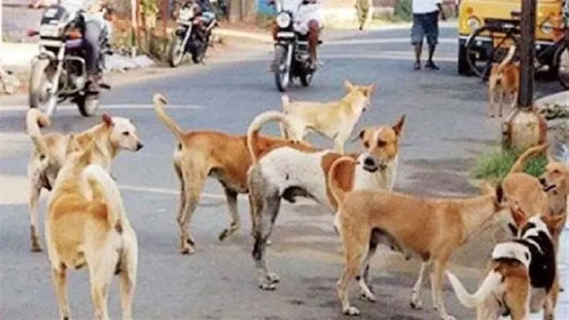 यूपी के इस जिले में आवारा कुत्तों को होगी उम्रकैद, माइक्रोचिप से किया जाएगा ट्रैक, पढ़ें पूरा फैसला