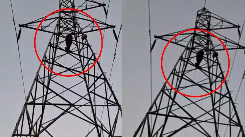 Video: कहीं और तय हो गई प्रेमिका की शादी... तो बिजली के टावर पर चढ़ा बौखलाया प्रेमी, जानें फिर क्या हुआ