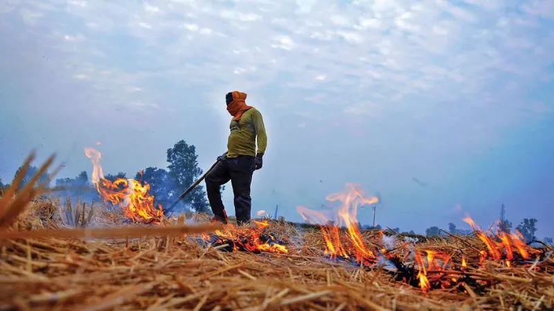 Haryana government cracks down on stubble burning