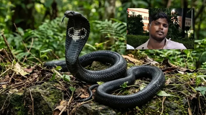 etawah-youth-snake-bites-six-times-in-twenty-days